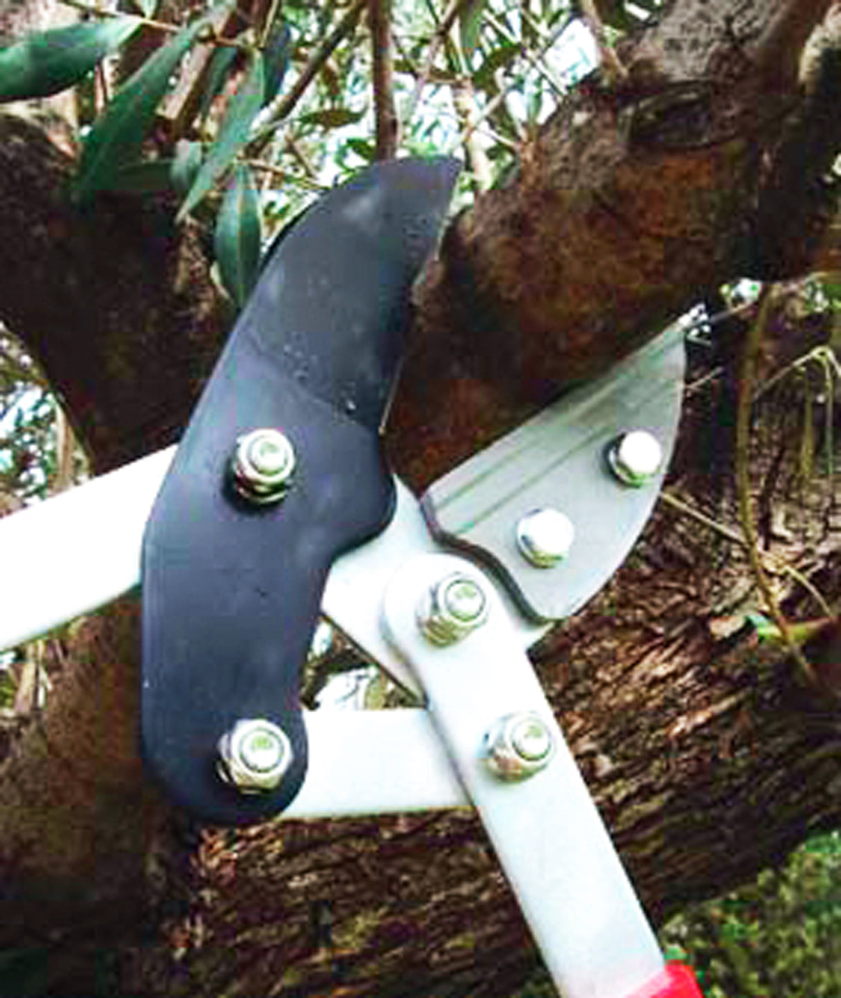 Coupe branches à bras de levier