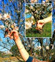 Le sécateur à crémaillère est-il adapté pour tailler les arbustes à bois dur comme le buis ou le lilas ?